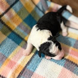 Milo - Tri-color male Bernedoodle puppy in Warrensburg, Missouri from Dreamer Ridge Puppies