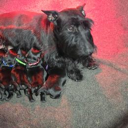 Girl Pick 2 - Black female Scottish Terrier puppy in Milo, Iowa from Scotties By Stout