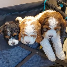 Bernedoodle, Bernese Mountain Dog, Cavapoo, Goldendoodle, and Poodle Puppies from Happy Valley Puppies