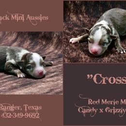 Cross - Red merle male Australian Shepherd puppy in Ranger, Texas from Outback Mini Aussies