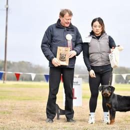 Rottweiler Puppies from Vom Haus Fantasy Rottweiler Kennel