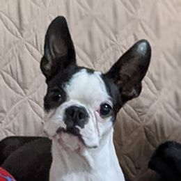 Thumbelina - Boston Terrier