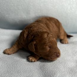 Girl 1 - female Australian Labradoodle puppy in Austin, Texas from AussieTex Labradoodles