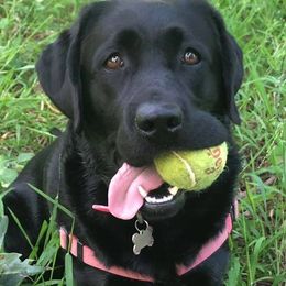 Labrador Retriever All Grown Up from Judy Sarao's Labs