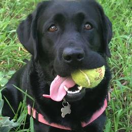 Labrador Retriever All Grown Up from Judy Sarao's Labs