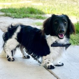 Tucker - Dachshund