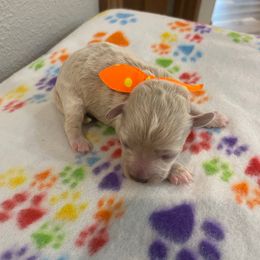 Sugar - Cream female Havapoo puppy in Brookings, South Dakota from Hofer Pups