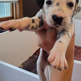 Rain - White and black female Dalmatian puppy in Janesville, Wisconsin from Legacy Dalmatians