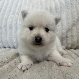 Alien - White female Pomsky puppy in Valparaiso, Indiana from Valparaiso Pomskys