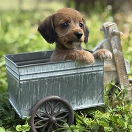Wire coat Red girl - Red female Dachshund puppy in Nashville, Arkansas from Whisenhunt Farms