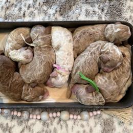 Eden - Red  female Goldendoodle puppy in Knoxville, Tennessee from Graystone Doodles