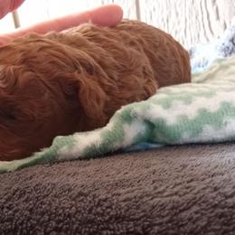 Archie - Red  male Poodle puppy in Millersburg, Ohio from My Furry Friends