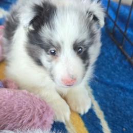 Milo - Blue merle and white male Shetland Sheepdog puppy in Luray, Missouri from Krayola Shelties