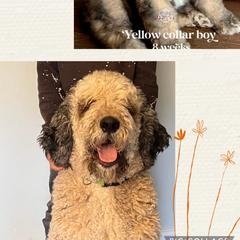 Labradoodle and Saint Berdoodle Puppies from ProAct Canines