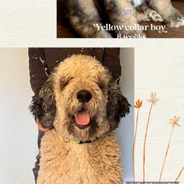 Labradoodle and Saint Berdoodle Puppies from ProAct Canines