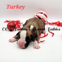 Boston Terrier and Boxer Puppies from CC's Boston & Boxer Babies