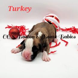 Boston Terrier and Boxer Puppies from CC's Boston & Boxer Babies