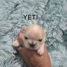 Yeti - Gold and white male Shih Tzu puppy in Florida from 1st Passion Shih Tzus