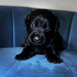Hot Pink Collar - Black female Labrador Retriever puppy in Somerset, California from Cantina Labs and Cavs