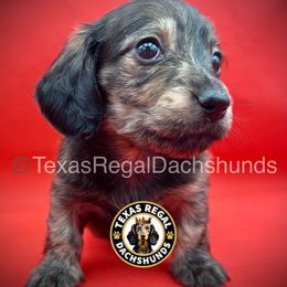 Mocha - Cream male Dachshund puppy in Houston, Texas from Texas Regal Dachshunds LLC