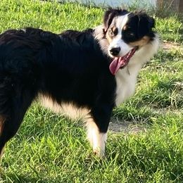 Raven - Miniature Australian Shepherd