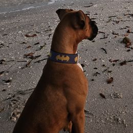 Boxers from Smith's Boxers
