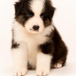 Boy 4 - male Australian Shepherd puppy in Mattawan, Michigan from EarlyUp Australian Shepherds
