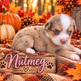 Nutmeg - Red merle female Miniature Australian Shepherd puppy in Idalou, Texas from Lonesome Pine Mini Aussies