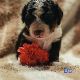 Bo - Tri-color male Bernedoodle puppy in Stuart, Oklahoma from G Ridge Kennels