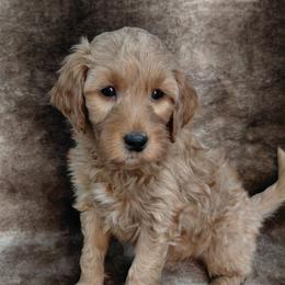 Spencer - Red  male Goldendoodle puppy in Eau Claire, Wisconsin from Fisher River Doodle's