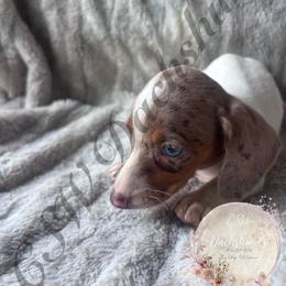 Bluey - Piebald male Dachshund puppy in Lufkin, Texas from CSW Dachshunds