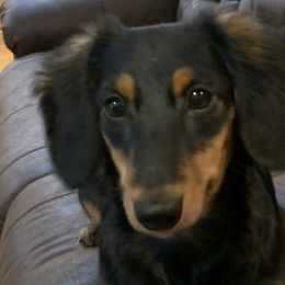Girl 1 - Black and tan Dachshund puppy in Osceola, Missouri from P and G Farm