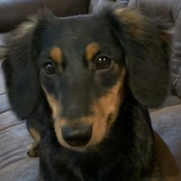Girl 1 - Black and tan Dachshund puppy in Osceola, Missouri from P and G Farm