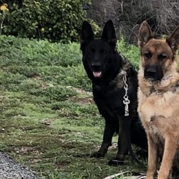 German Shepherds from Typecast GSD’s
