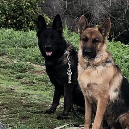 German Shepherds from Typecast GSD’s