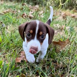 Malibu AKC FULL - Piebald female Dachshund puppy in Gentry, Arkansas from Sweet As Pie Doxies