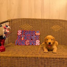 Pink Collar - Golden female Golden Retriever puppy in Monroe, Tennessee from Golden Girls Furever Friends