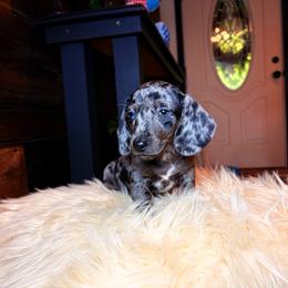 Perseus - Dapple male Dachshund puppy in Washburn, Tennessee from Clinch Mountain Dachshunds