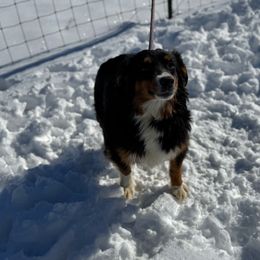 Teena - Miniature Australian Shepherd