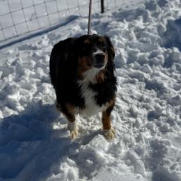 Teena - Miniature Australian Shepherd
