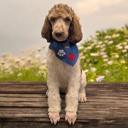 Zeus - Phantom male Poodle puppy in Magnolia, Texas from Celestial Jewels Poodles