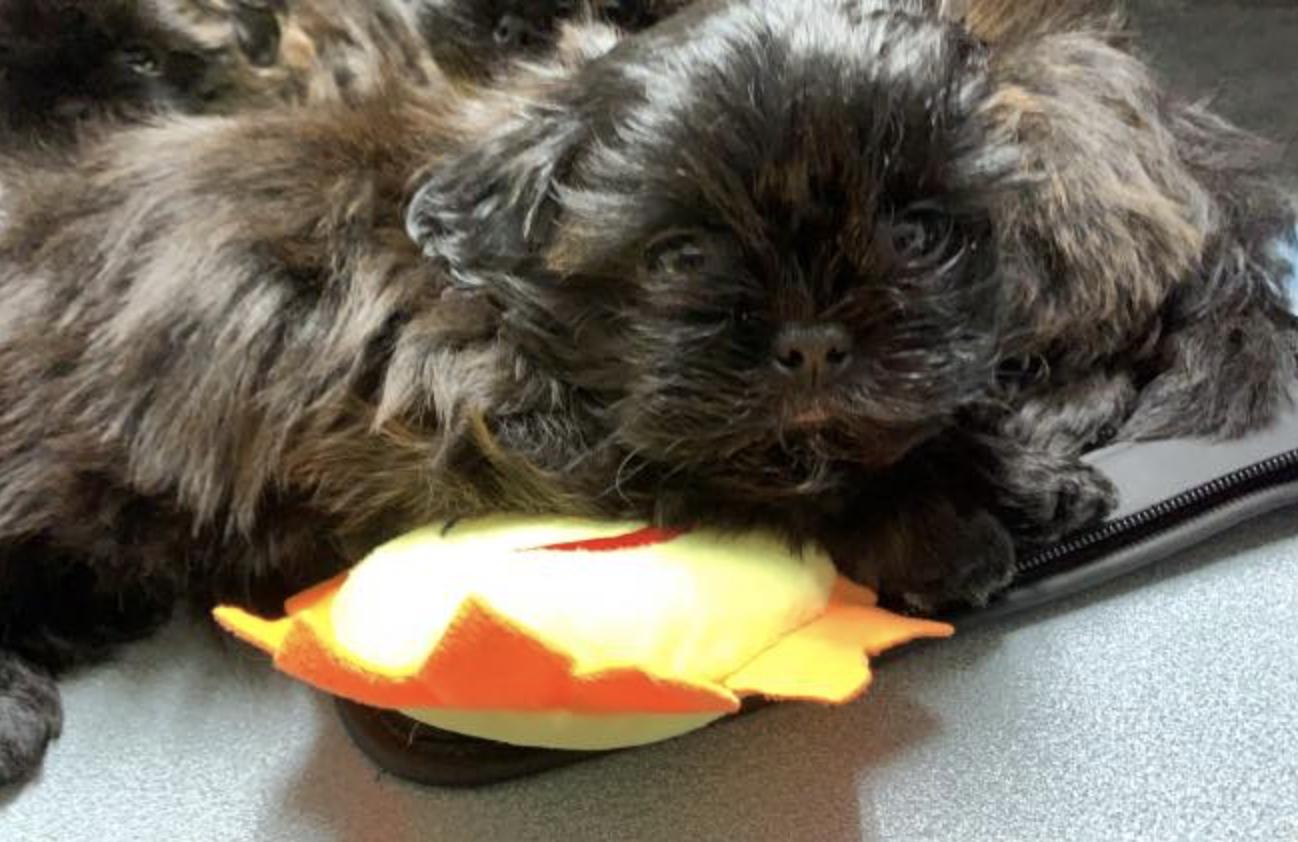 House of Little Lions in North Carolina Shih Tzu puppies Good Dog