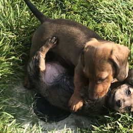 Dachshund Puppies from Edwards’ Dachshunds