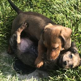 Dachshund Puppies from Edwards’ Dachshunds