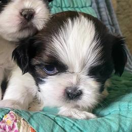 John - Brindle and white male Shih Tzu puppy in Jasper, Georgia from Tiny Bubbles Shih Tzus