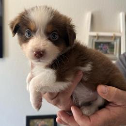 Clover - Red tri-color female Australian Shepherd puppy in Weeki Wachee, Florida from Ace of Spades Australian Shepherds