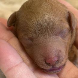 Girl 3 - Red  female Goldendoodle puppy in Haleyville, Alabama from Susan’s Prefurred Doodles