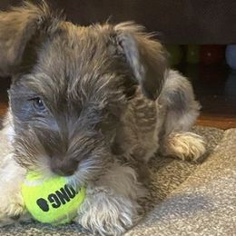 Miniature Schnauzers from Tennessee Schnauzers