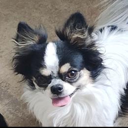 Magpie - Chihuahua