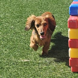 Dachshunds from Come See Our Weiners
